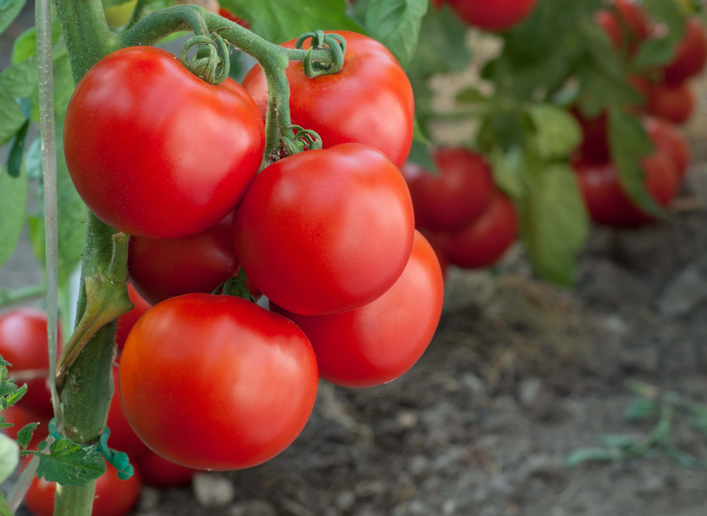 Tomatengewächshaus Tomatenwachstum Tomatenwachstum